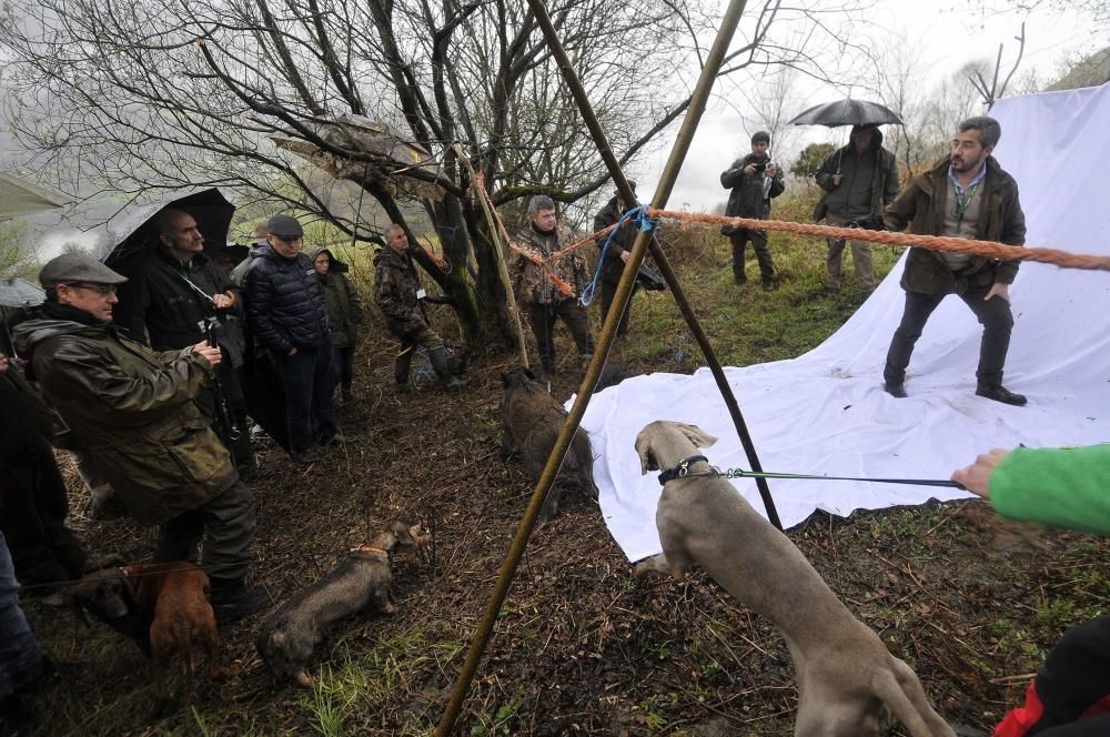 Curso de rastreo con perros de sangre