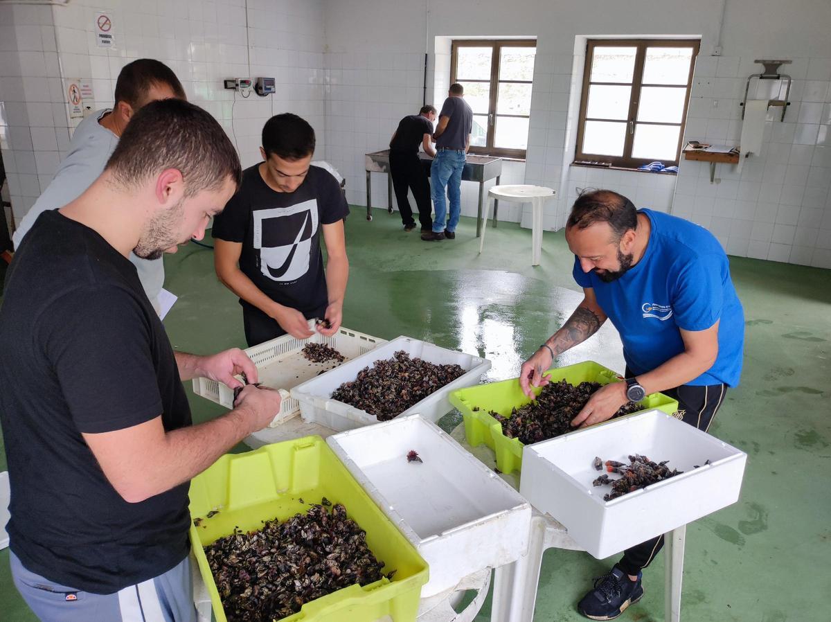 Los percebeiros de Viavélez en una imagen de archivo, escogiendo percebe en la Cofradía de Viavélez al inicio de la temporada pasada.