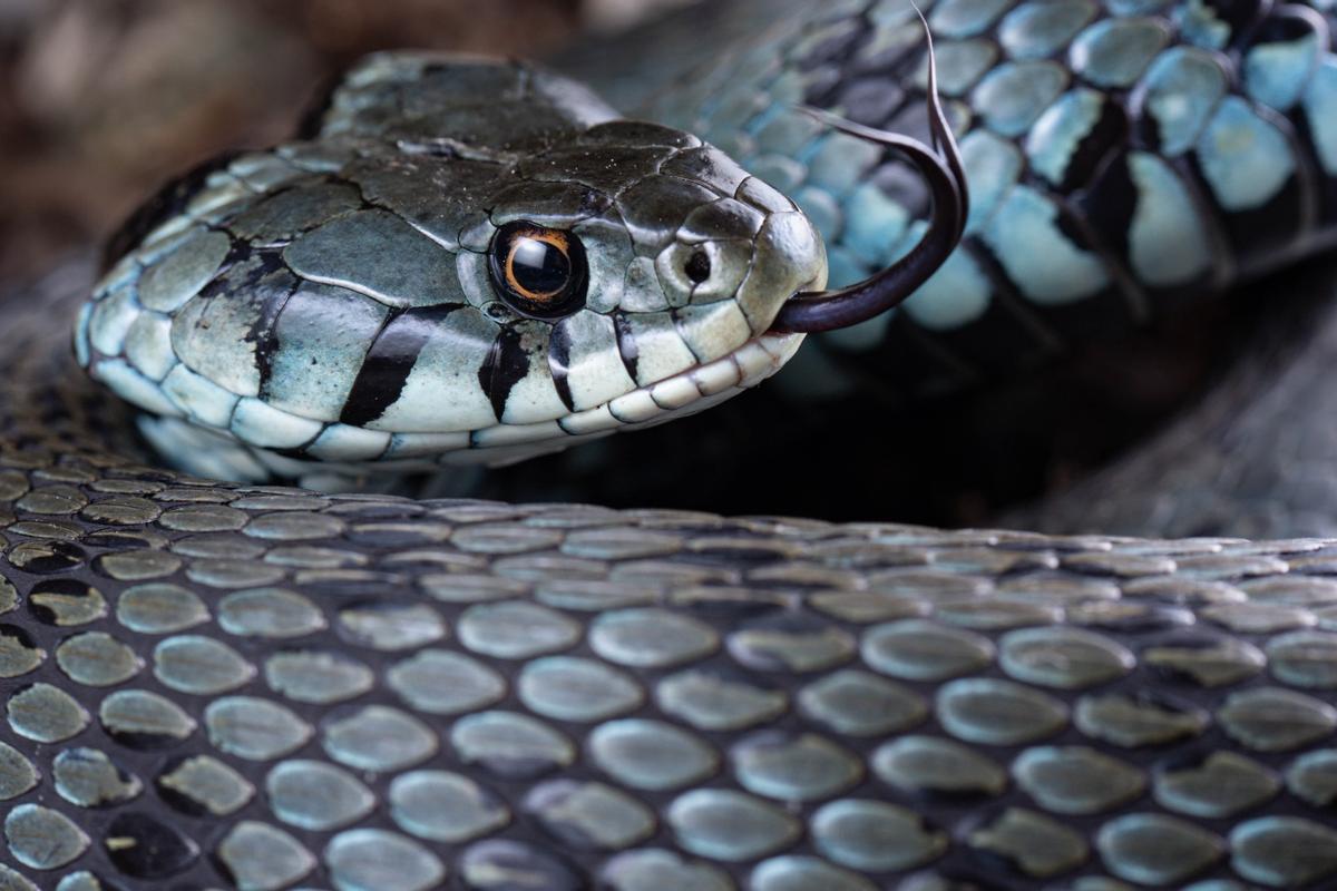 Un ejemplar de 'Natrix helvetica' en Catalunya.