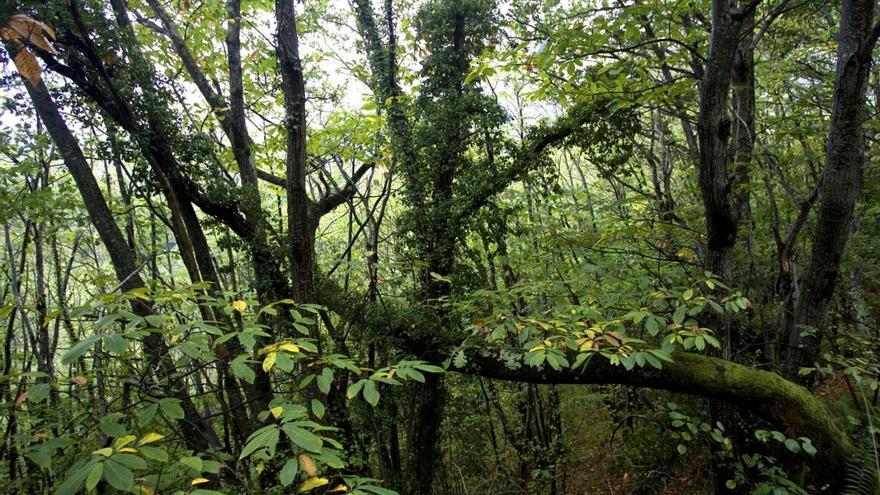 Empresarios del sector forestal reclaman mejorar la gestión de los montes de castaños