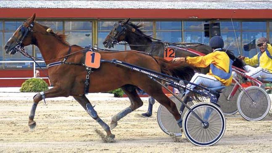 Joan Toni Riera recibe en meta, sobre el sulky de Rubis Dairpet (1), la felicitación por su victoria de Carlos Pons, con Opéra du Lys (12).