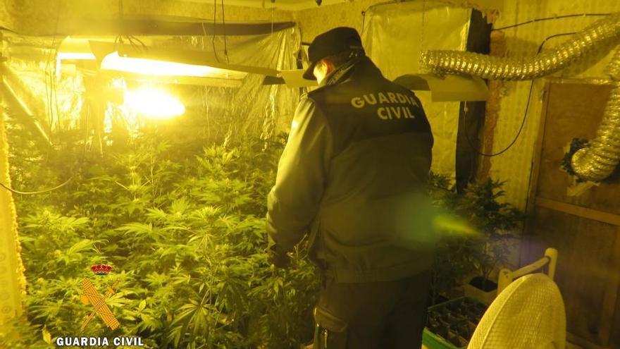 Detenido un placentino por poseer tres plantaciones de marihuana en Navacarros (Salamanca)