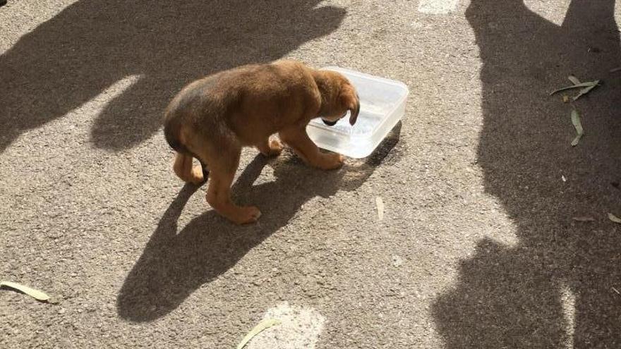 El cachorro, tras ser rescatado por la Policía Local.