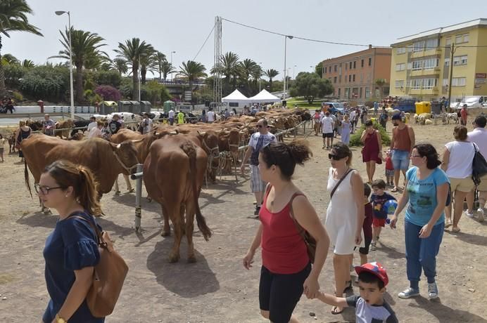 Muestra de ganado por las fiestas de San Juan