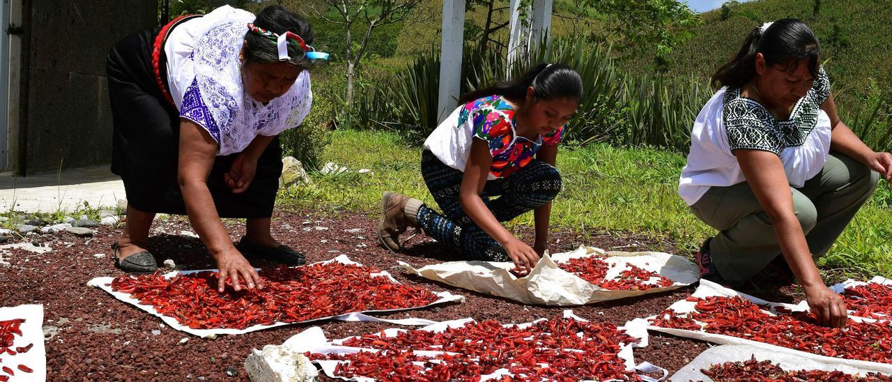 Mujeres indígenas secando chiles.