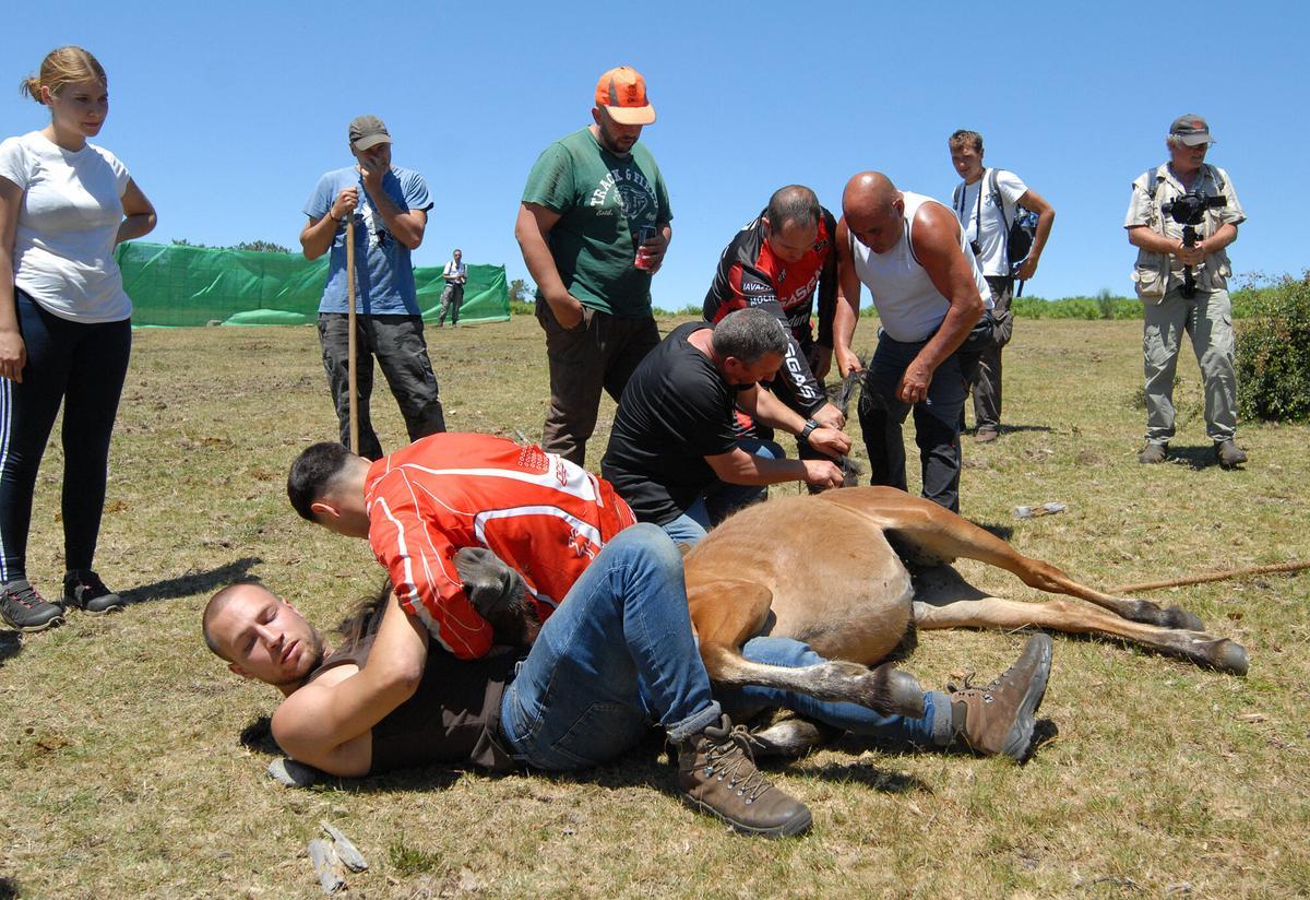 Rapa das Bestas de Sabucedo, A Estrada, 2026.