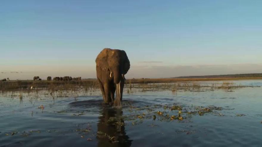 La ONU alerta de la extinción de 150 especies animales al día