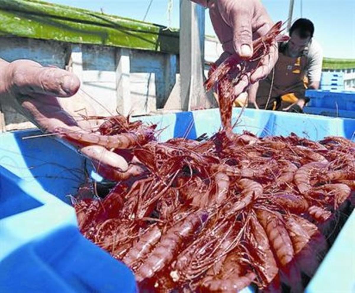 Les gambes, crustaci de gust potent i color vermell temptació.