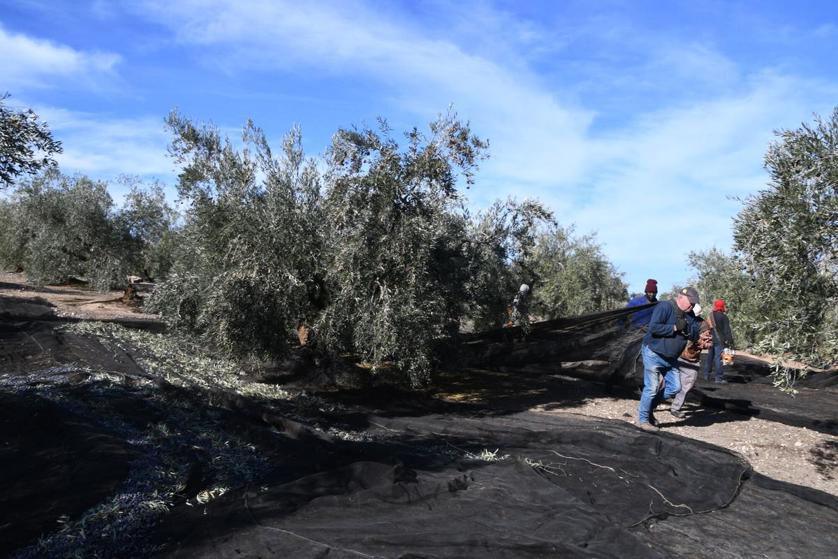 RECOGIDA ACEITUNA OLIVAR BAENA 2025