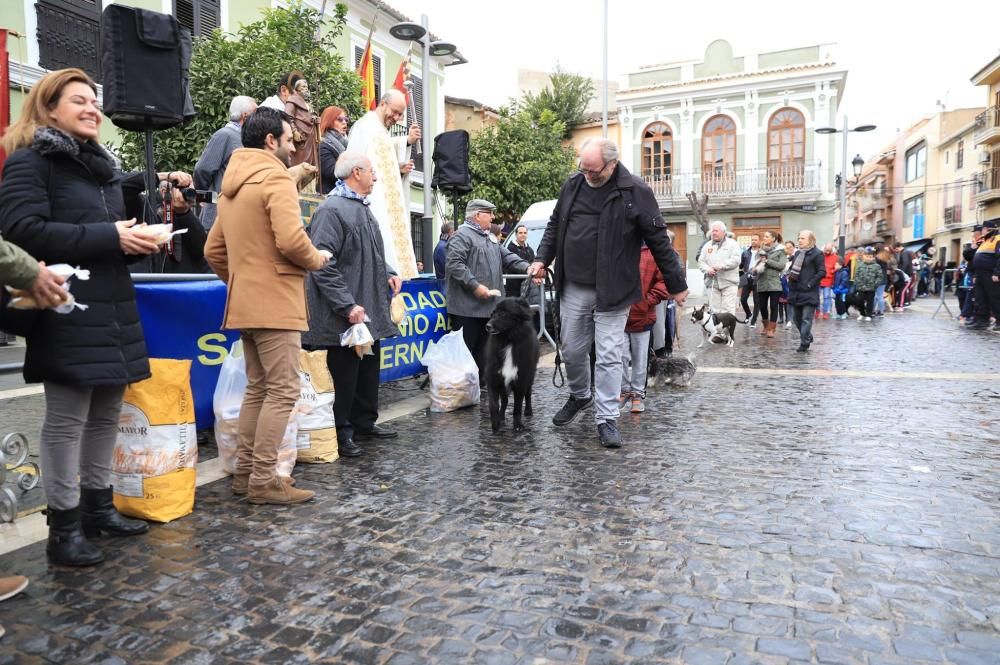 Bendición de animales en Paterna.