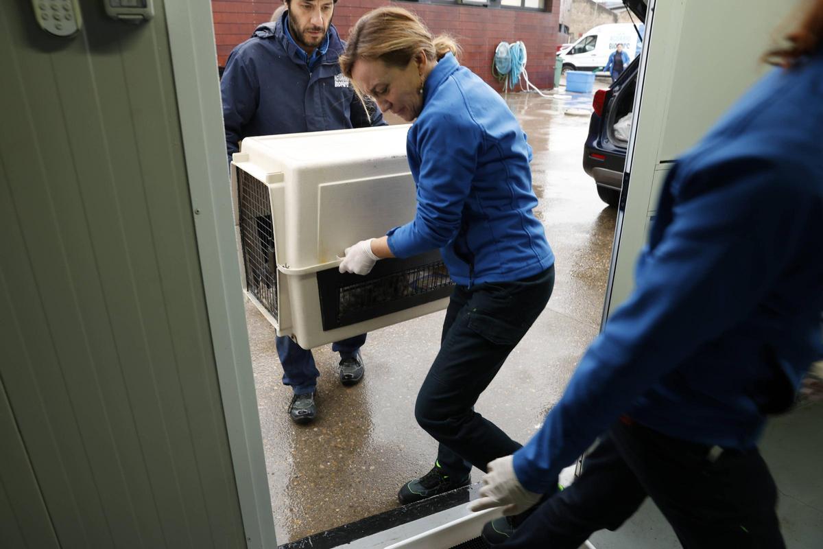 La foca que quedó varada en la playa de Cadavedo ya se recupera en el Acuario de Gijón (en imágenes)