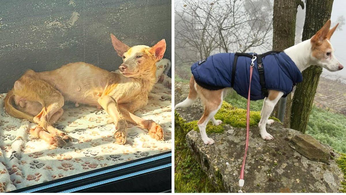 Bimba, en octubre de 2023 (izqda.) y Bimba, hoy (dcha.).