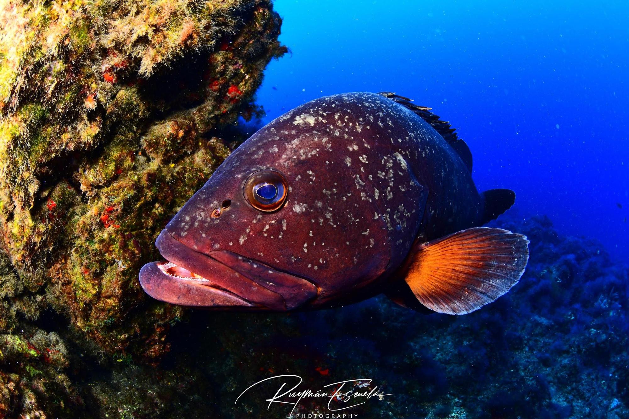 Imágenes del Campeonato de Foto Submarina de El Hierro