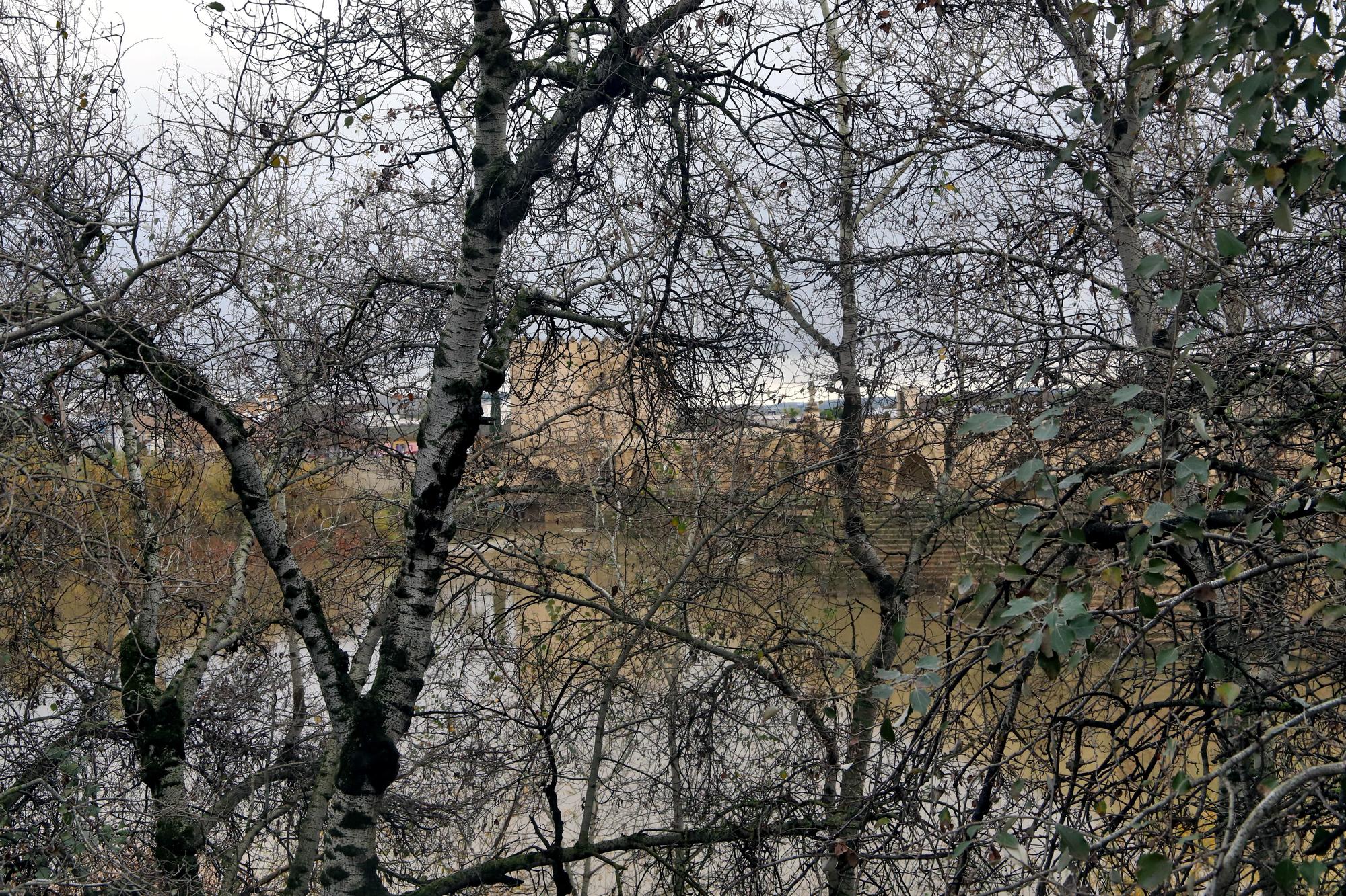 La vegetación no deja ver el río Guadalquivir