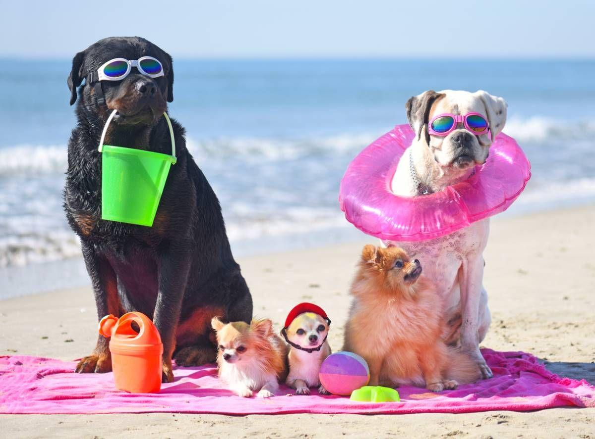 3 fórmulas para proteger tus mascotas del sol