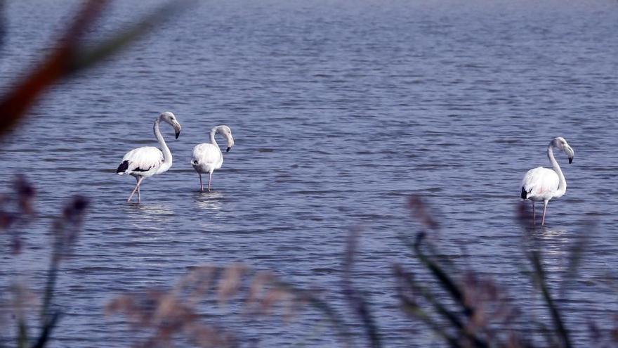 El &quot;tancat&quot; de la Pipa, en el Parc Natural de l&#039;Albufera.