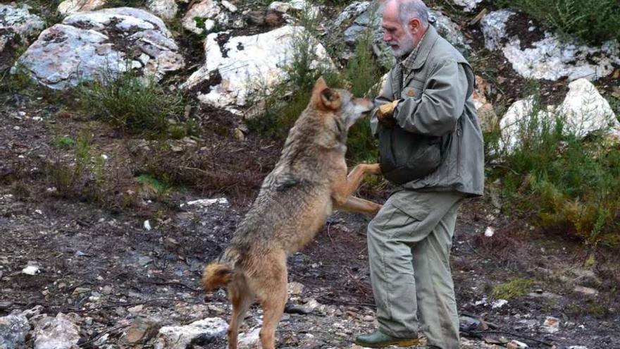 El biólogo Carlos Sanz, da de comer a uno de los siete lobos que se encuentran en el Centro de Robledo.