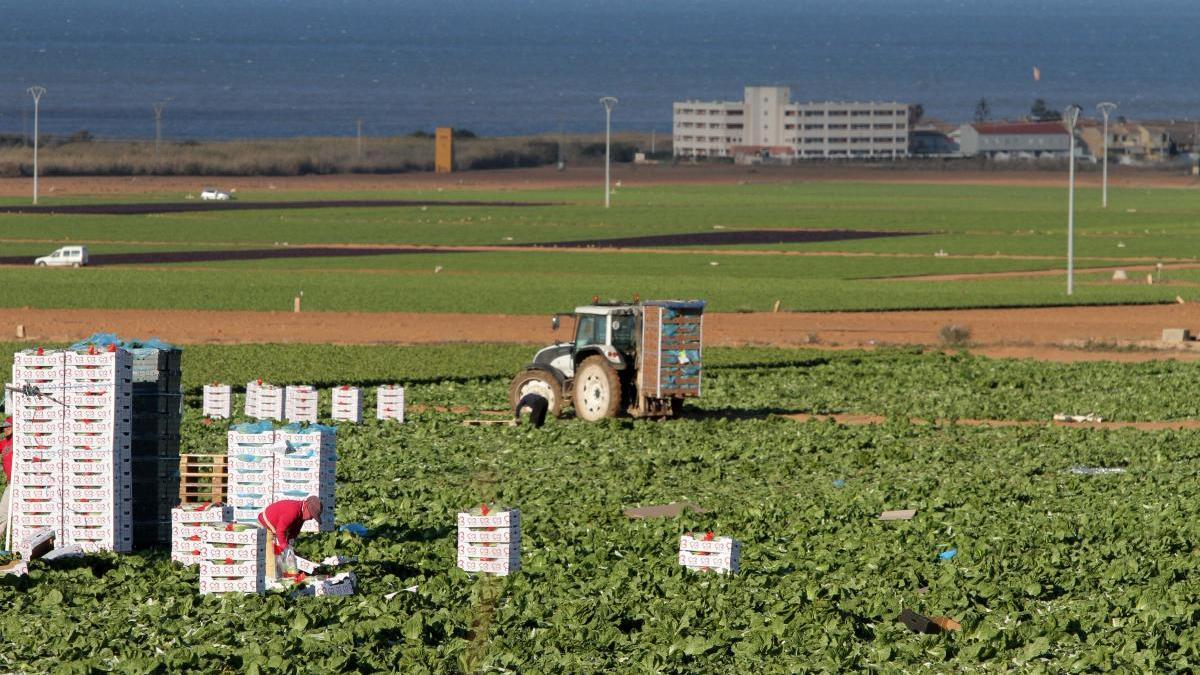 Trabajadores del sector agrícola en el Campo de Cartagena. F. G. P.