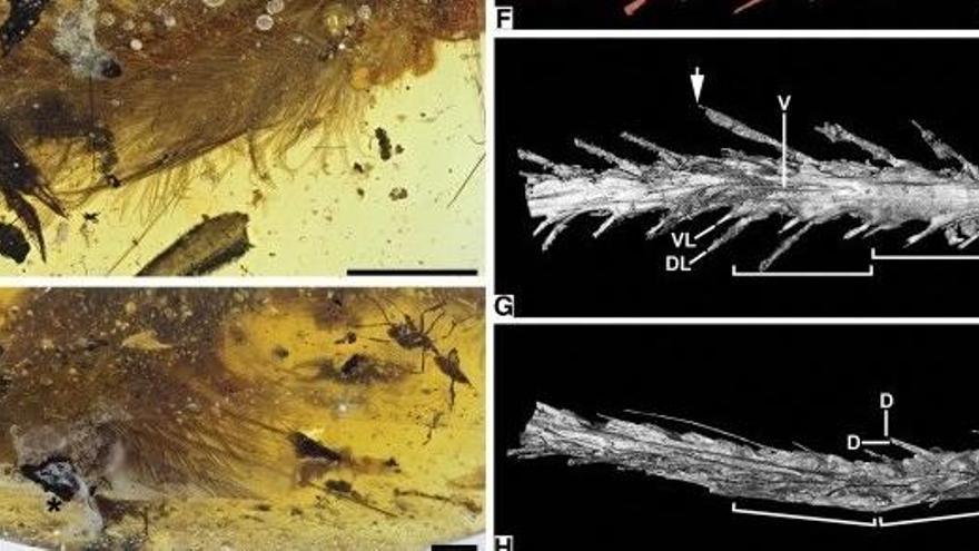 Troben una cua de dinosaure conservada en ambre de fa 99 milions d&#039;anys