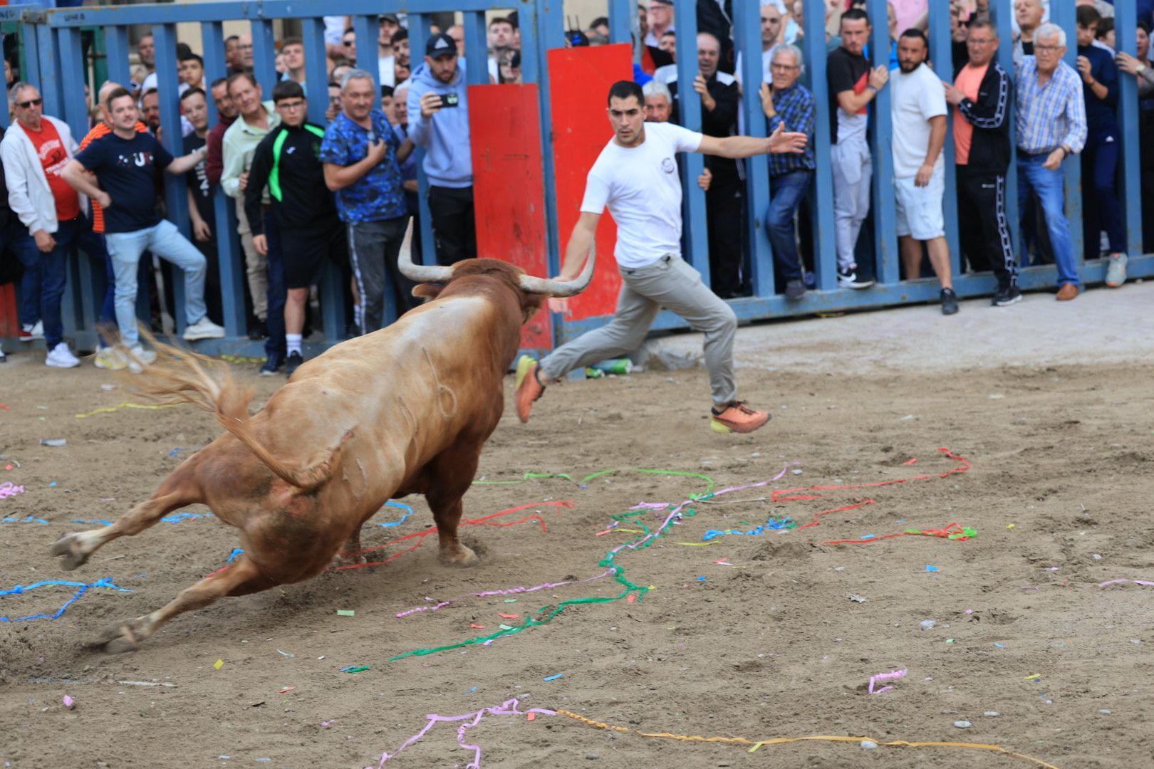 Fotos de la tarde taurina del jueves de las fiestas de Sant Pasqual en Vila-real