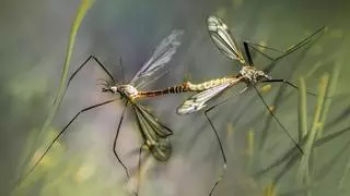Adiós las picaduras de insectos: cómo hacer una trampa casera para mosquitos