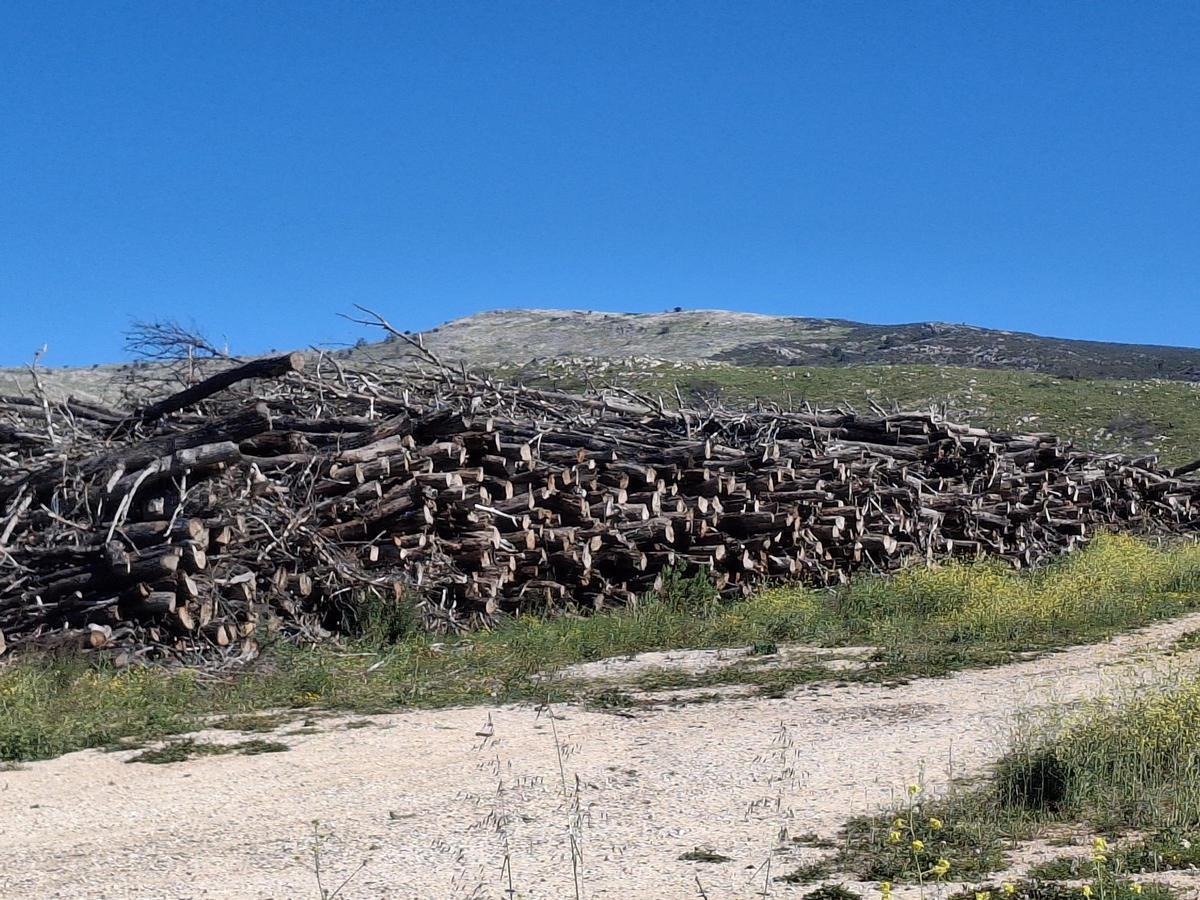 "Montículo" de pinos calcinados y talados