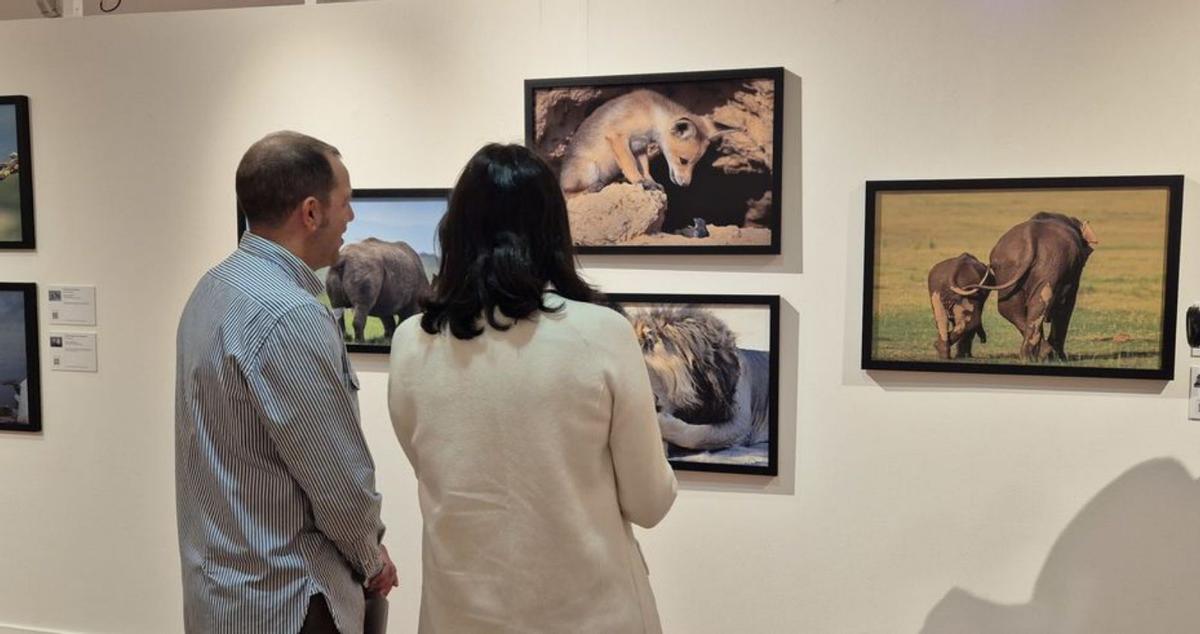 Comedy Wildlife. | FdV