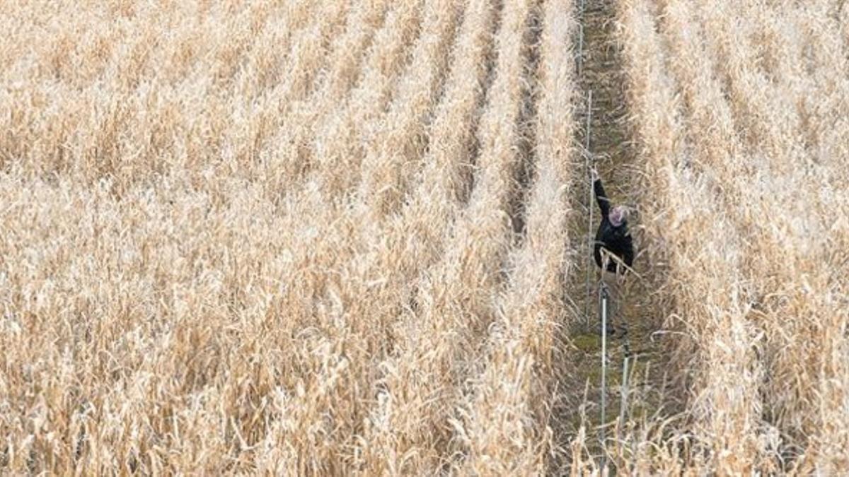 Tramo del canal Segarra Garrigues en L'Aranyó, el martes pasado.