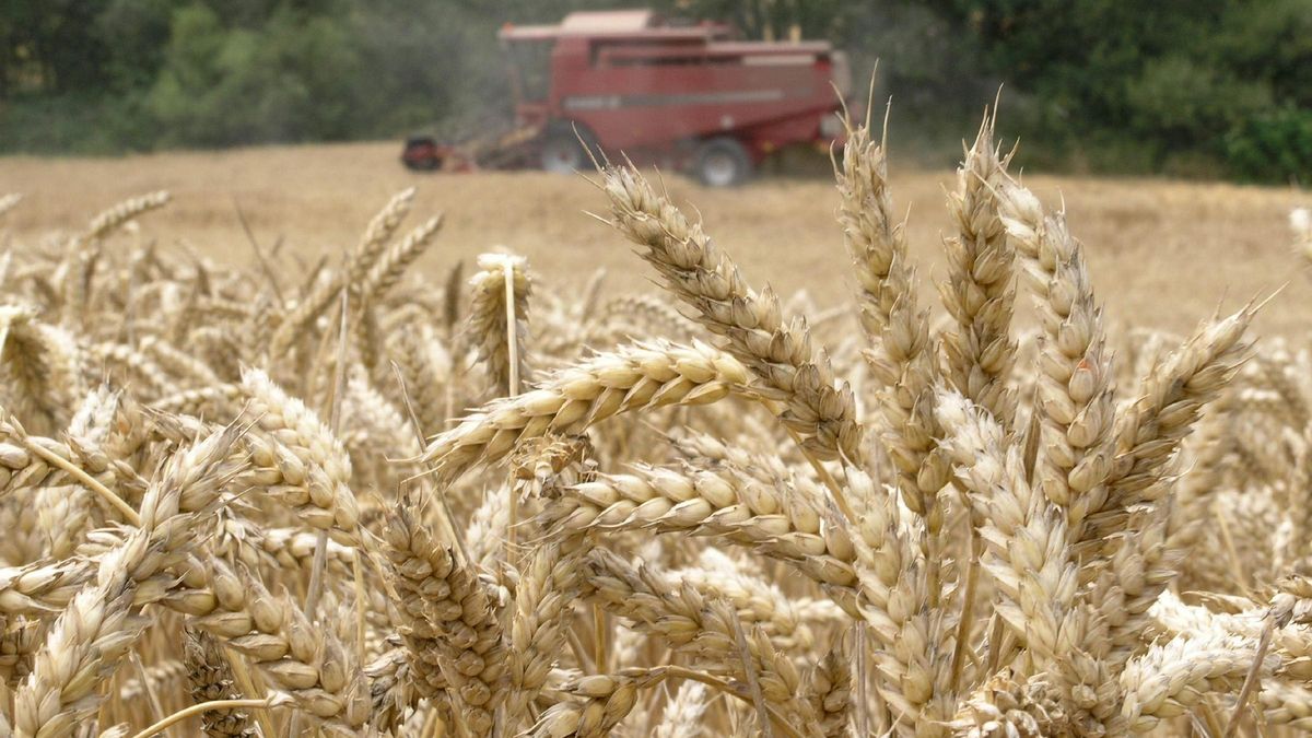 Campo de cereales en plena recogida.