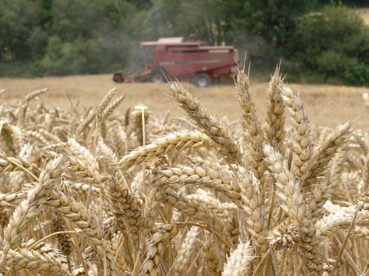 Campo de cereales en plena recogida.
