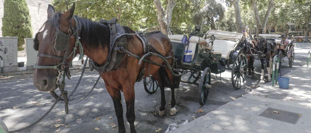 Calesa de caballos en el centro de Palma.