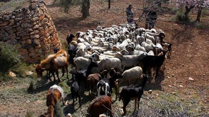 Un rebaño se encargará de mantener los cortafuegos de la solana de la Font Roja.