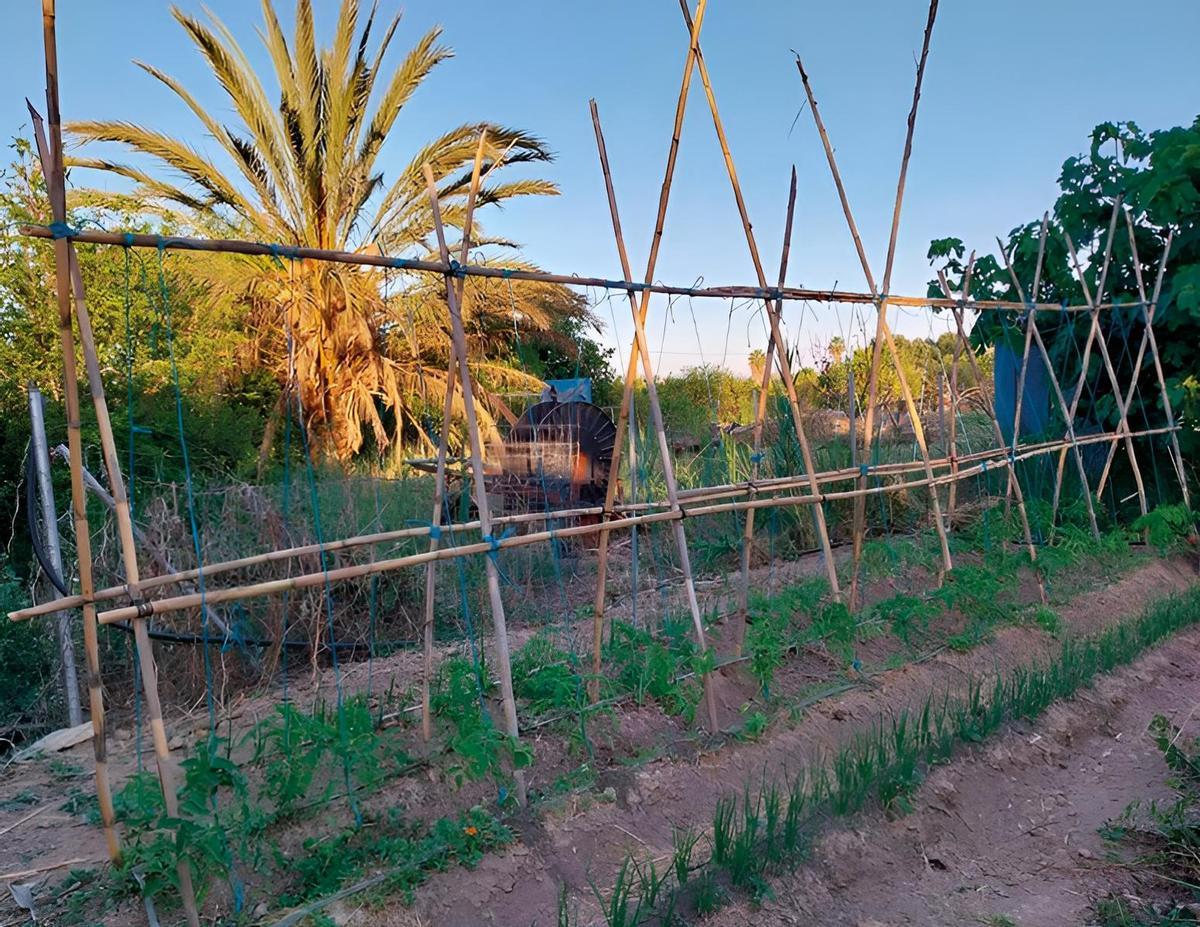 Uso tradicional de la caña en la huerta