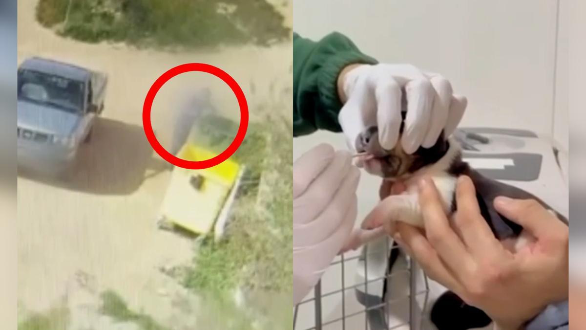 Pillado arrojando cuatro cachorros de perro a la basura con signos de maltrato en Zaragoza