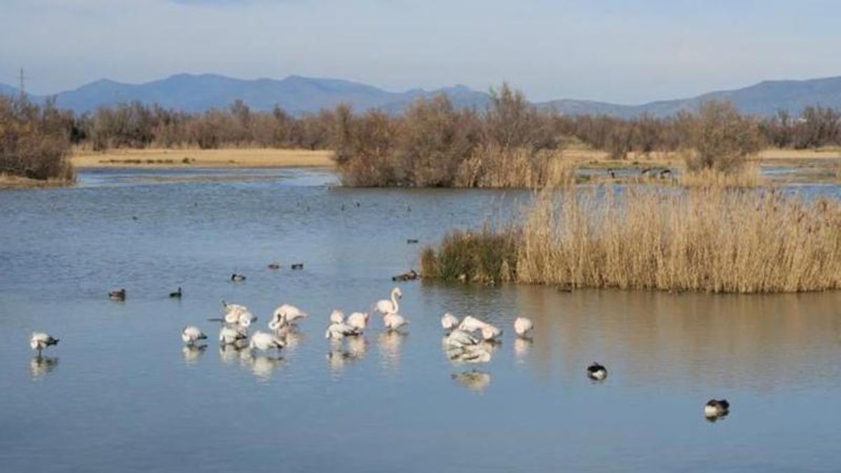 Una imatge d'arxiu dels Aiguamolls de l'Empordà.