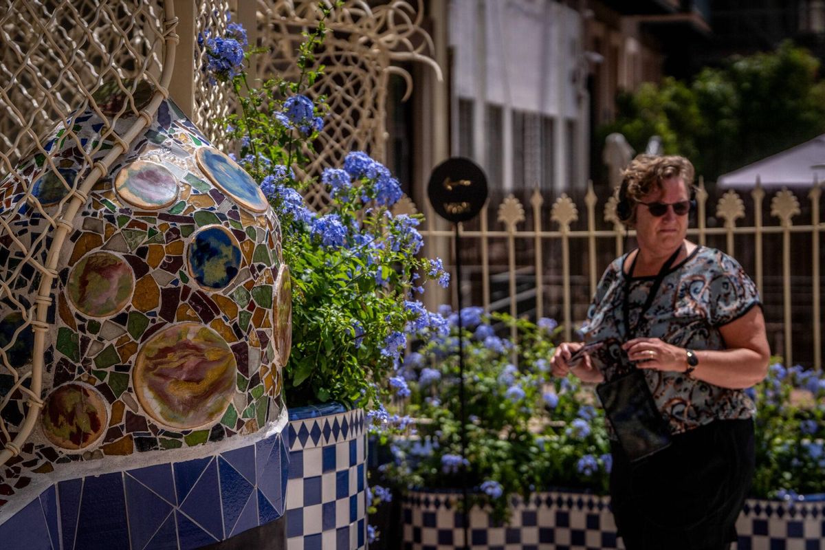 Los jazmines azules, la variedad que en su día eligió Gaudí, regresan a la Casa Batlló.