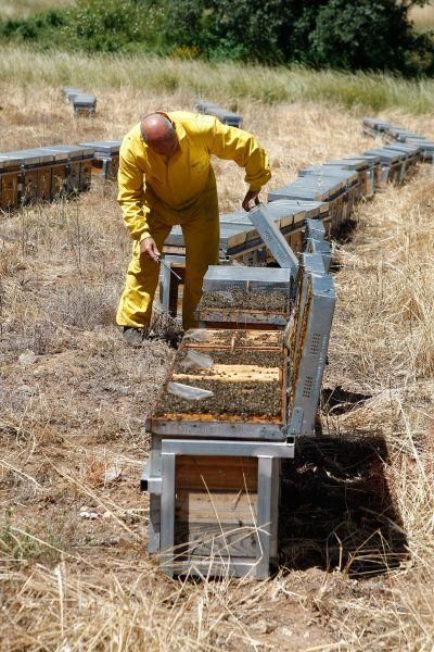 Colmenas con abejas muertas en San Vitero