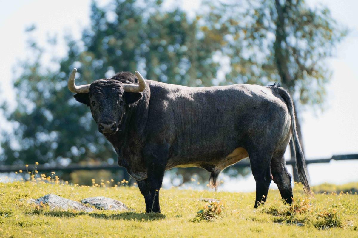 Los toros de La Quinta reseñados para su regreso a la Feria de Fallas