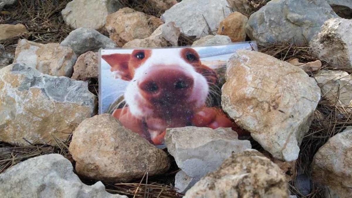 Cementerio de mascotas
