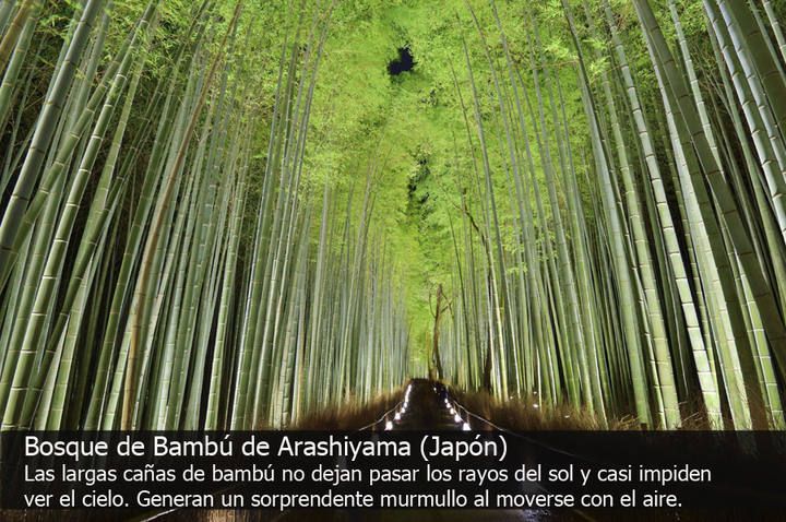 Los 10 bosques con más encanto del mundo