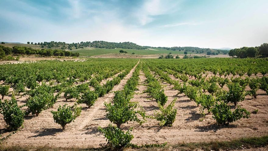 Jumilla registra el mayor descenso en la recogida de uva de toda su historia