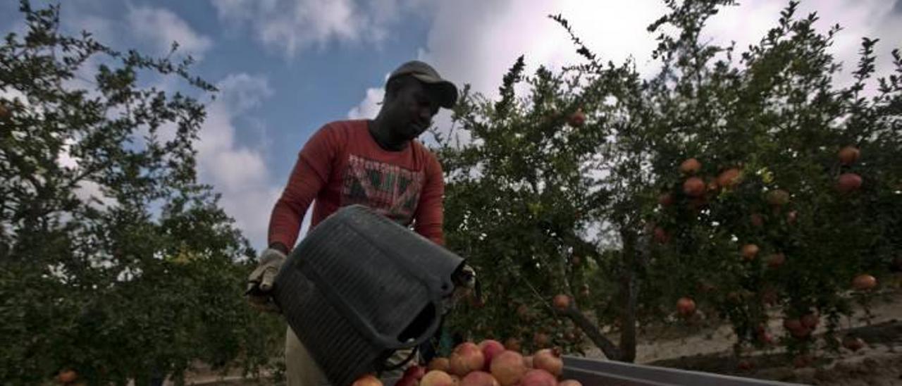 Un agricultor en plena campaña de recogida de la granada, uno de los productos que más se va a ver afectado por el veto ruso a los productos españoles.