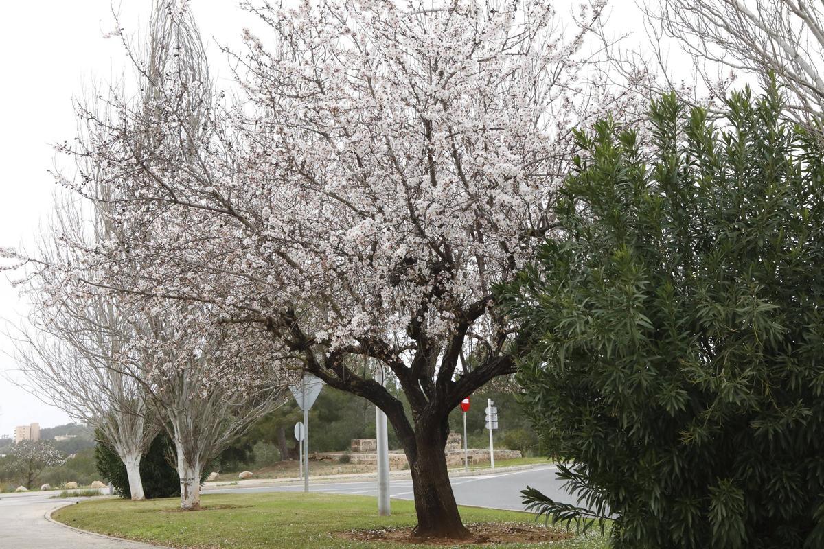 Weiße Pracht auf Mallorca: Die Mandelblüte ist wieder da