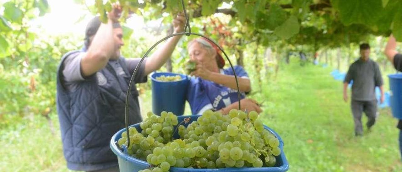 Vendimia de albariño, durante el pasado mes de septiembre, en Ribadumia. // Noé Parga