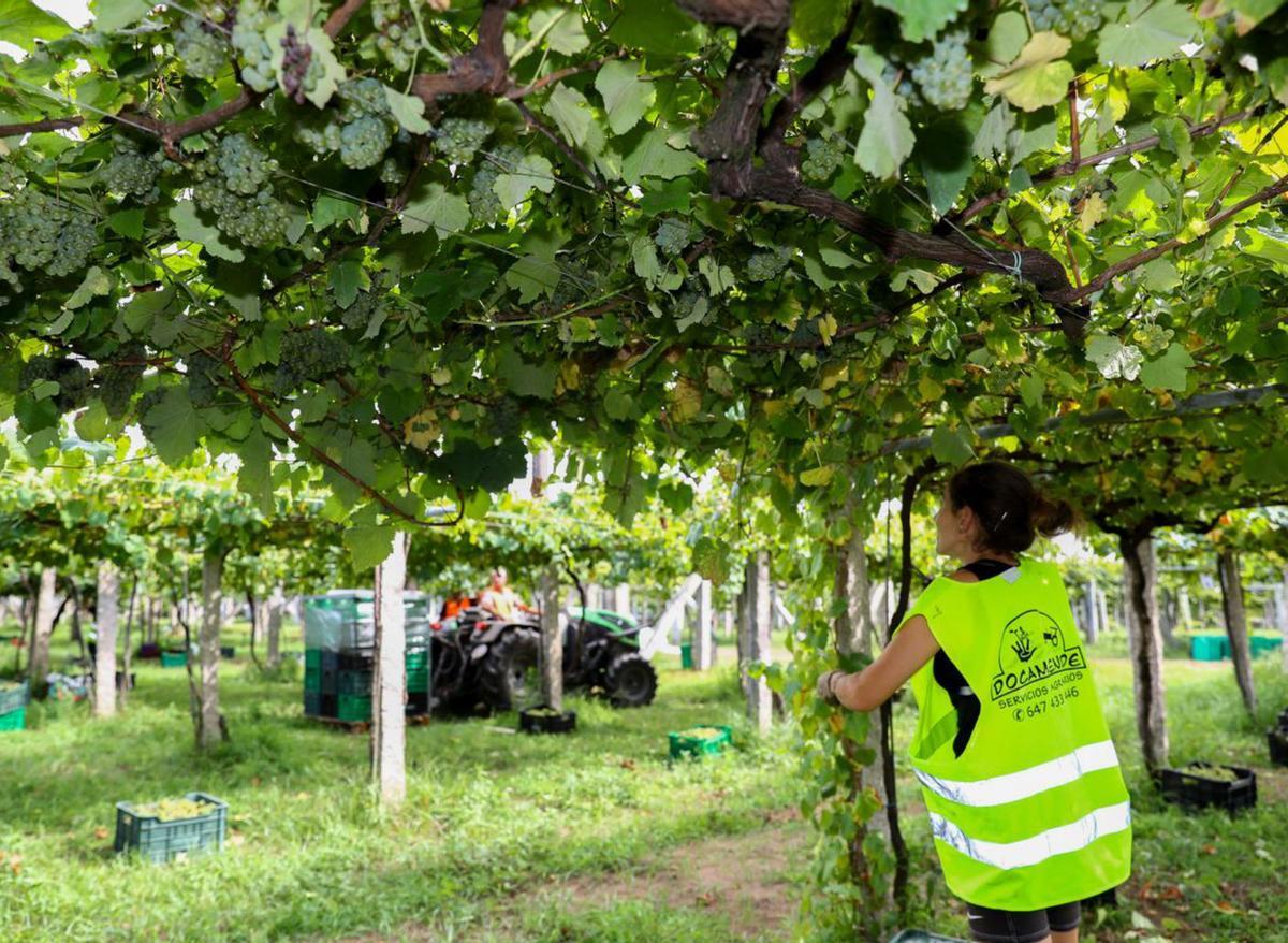 Una empresa de servicios agrarios garantiza vendimiadores y 40.000 kilos de uva diarios