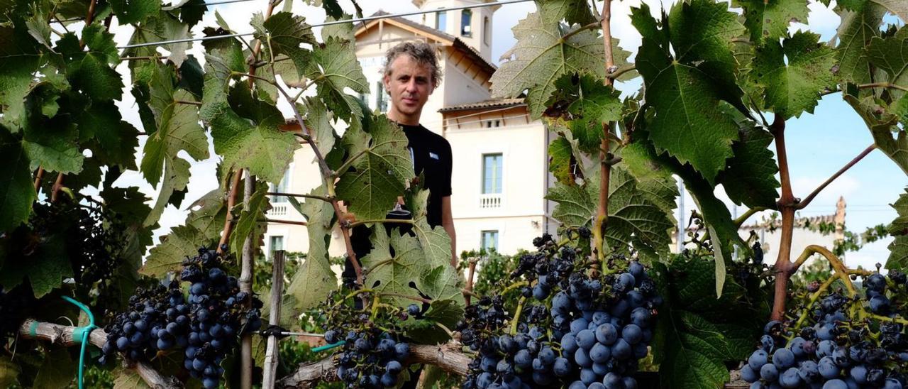 Joan Soler, ahir a la vinya de Torre Lluvià. En primer terme, el negrelló a punt de ser collit | CARLES BLAYA