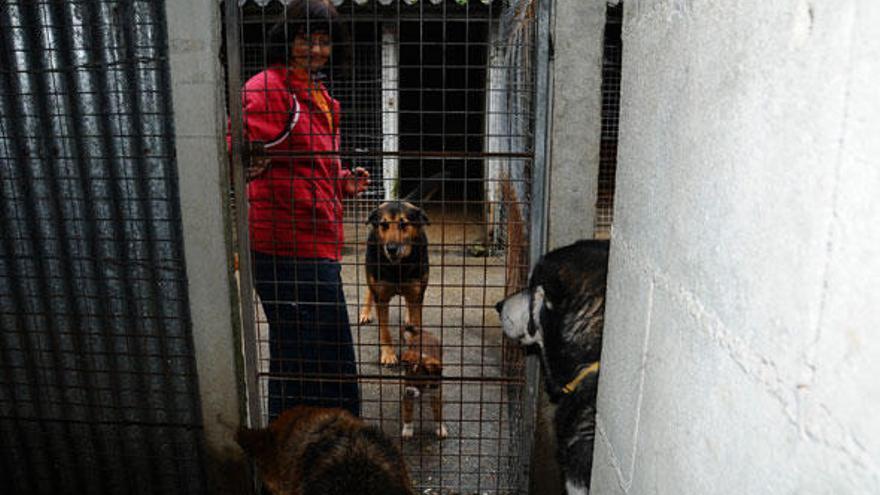 Madurar escribir telescopio La Protectora de animales atiende a 180 perros que aguardan por una adopción  - Faro de Vigo