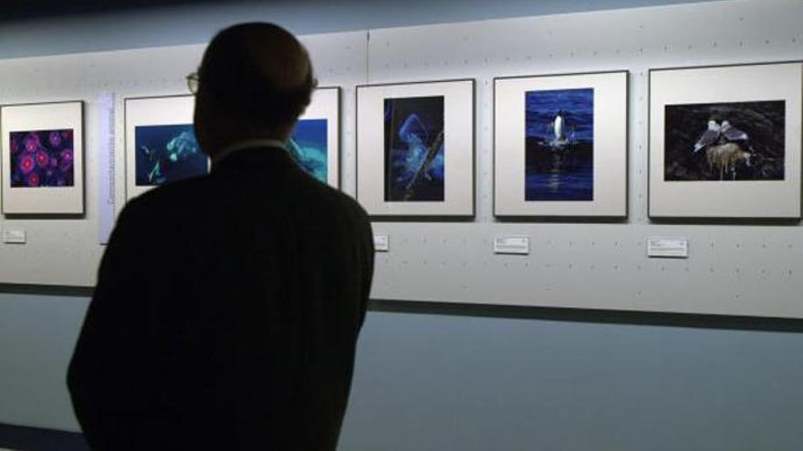 Exposición de fotografía en el Aquarium.