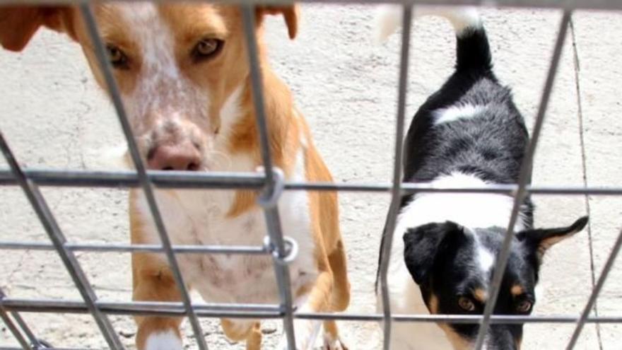 Instalaciones del refugio de la Sociedad Protectora de Animales y Plantas de Málaga.