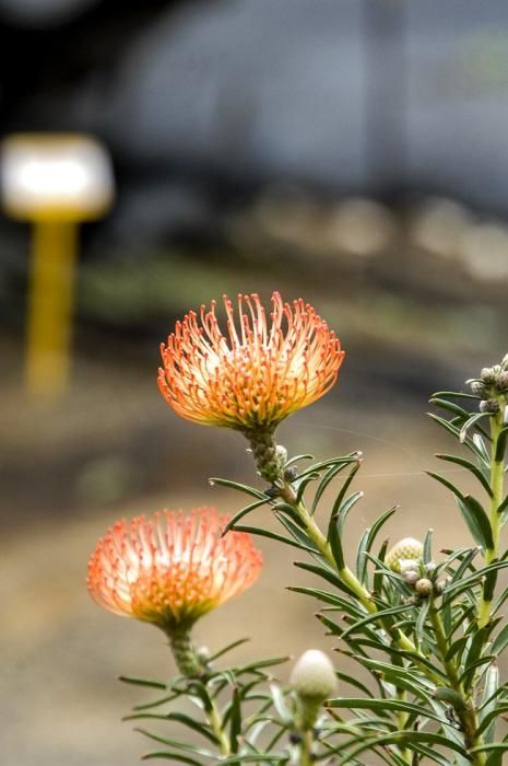 Plantación de proteas